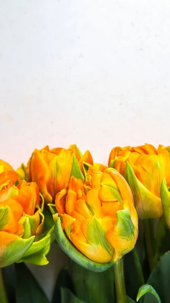 Beautiful orange tulips on white backdrop. Perfect for backgroun