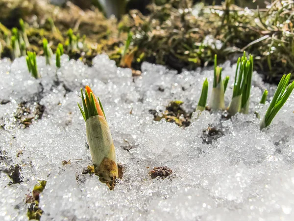 春天花园雪下的第一批番红花 — 图库照片