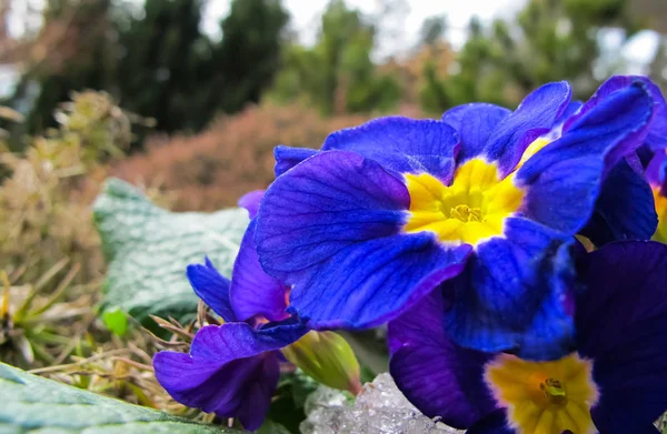 Azul florescente com primula centro amarelo no jardim de primavera — Fotografia de Stock