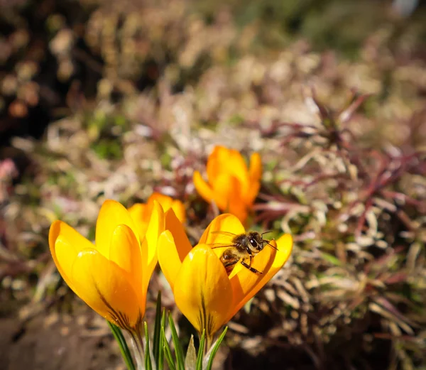 Hermosas flores de cocodrilo amarillo con abeja en el jardín de primavera — Foto de Stock