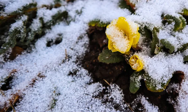 Primula amarilla floreciente cubierta de nieve en el jardín de primavera —  Fotos de Stock