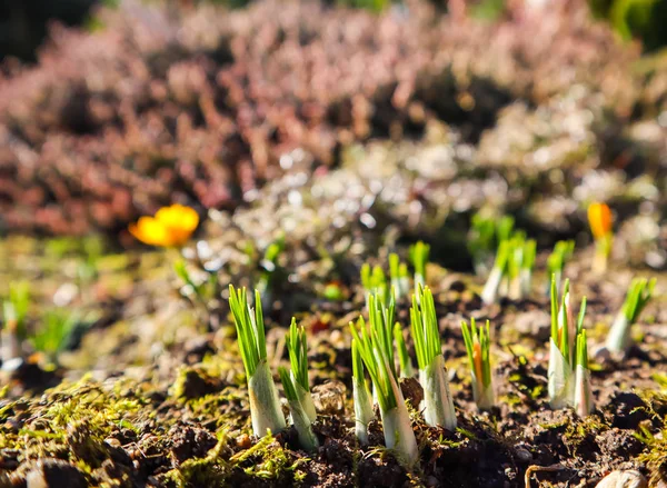 Se acerca la primavera. Los primeros azafranes amarillos en mi jardín en su — Foto de Stock