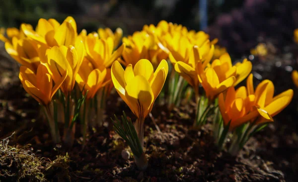 Весна в моем саду. Первые цветы, желтые крокусы на солнце — стоковое фото