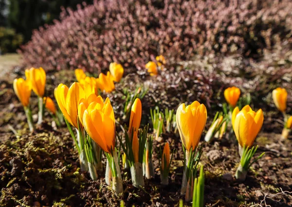 Primavera en mi jardín. Los primeros azafranes amarillos en el día soleado — Foto de Stock