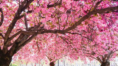Güzel Sakura çiçekler veya pembe çiçekler ile kiraz ağaçları SP
