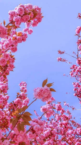 Beautiful sakura or cherry trees with pink flowers in spring aga — Stock Photo, Image