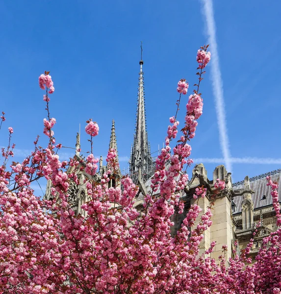 Katedra Notre Dame w kwiatu wiśniowego. Wiosna w Paryżu Francja. — Zdjęcie stockowe