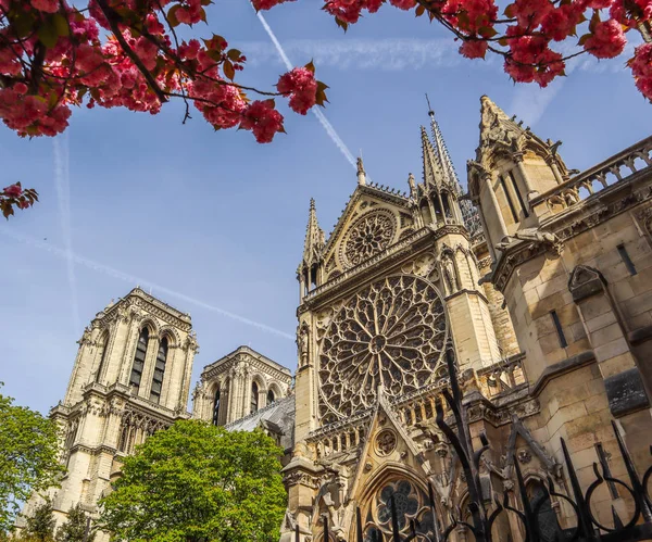 Notre Dame katedrális cseresznyevirág. Tavasz Párizsban Franciaországban. — Stock Fotó