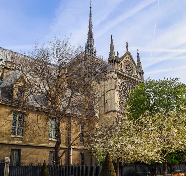 Notre Dame Cathedral in trees blossom. Spring in Paris France. A — Stock Photo, Image