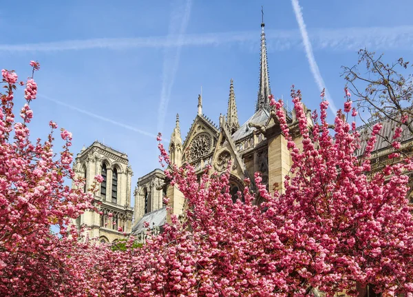 Katedra Notre Dame w kwiatu wiśniowego. Wiosna w Paryżu Francja. — Zdjęcie stockowe