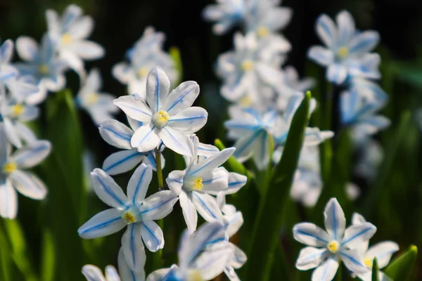 Blütezeit schöner weißer Blüten (puschkinia scilloides) in t — Stockfoto