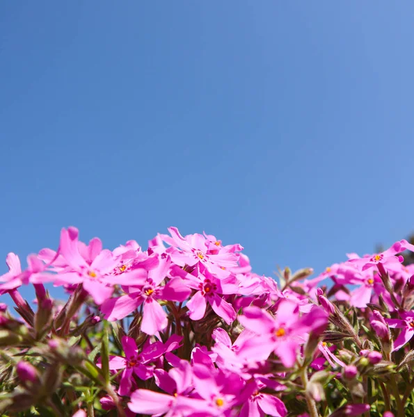 Hermosas flores rosadas (Phlox) en primavera contra el cielo azul — Foto de Stock