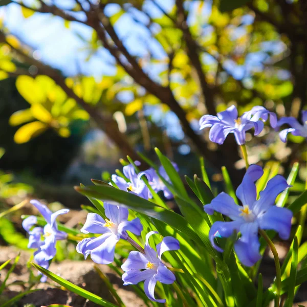 Blühen der schönen blauen Chionodoxa-Blüten im Frühlingsgarten — Stockfoto