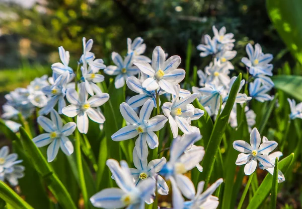 Floração de belas flores brancas Puschkinia scilloides no — Fotografia de Stock