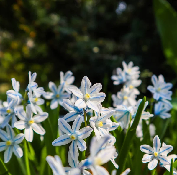 Floração de belas flores brancas Puschkinia scilloides no — Fotografia de Stock