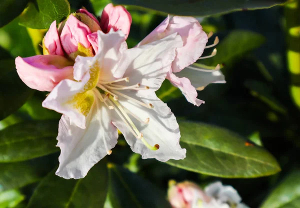 Otwarcie pięknego białego kwiatu z rododendron Cunningham — Zdjęcie stockowe