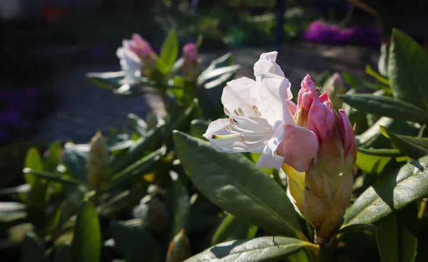 Opening of beautiful white flower of Rhododendron 'Cunningham's — Stock Photo, Image