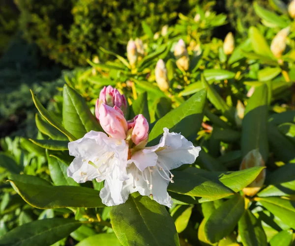 Opening of beautiful white flower of Rhododendron 'Cunningham's — Stock Photo, Image