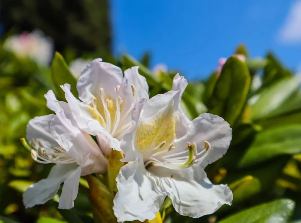 Opening van de prachtige witte bloem van Rhododendron ' Cunningham's — Stockfoto