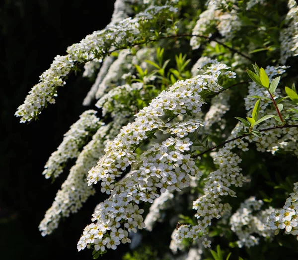 トゥンベルク・スピレア(スピラエア・トゥンベルギ)ブッシュの白い小さな花。 — ストック写真