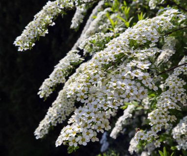 Thunberg spirea 'nın beyaz küçük çiçekleri (Spiraea thunbergii)