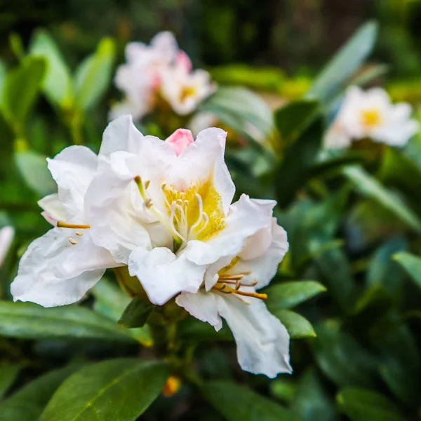 Opening of beautiful flower of Rhododendron 'Cunningham's White' — Zdjęcie stockowe