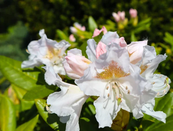 Opening of beautiful white flower of Rhododendron Cunningham's W — Stock Photo, Image