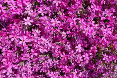 İlkbaharda pembe çiçeklerin (Phlox) arkaplanı