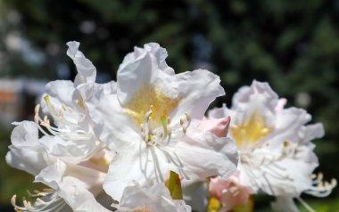 Rhododendron Cunningham's W güzel beyaz çiçek açılışı