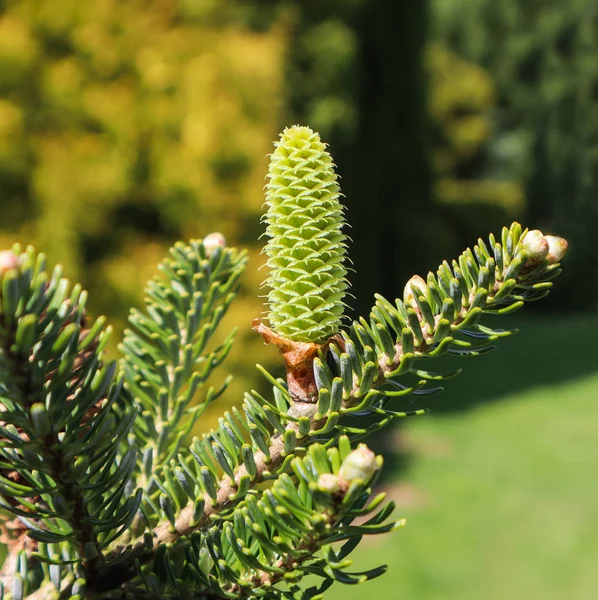 Une branche de sapin coréen avec un jeune cône dans le jardin de printemps — Photo