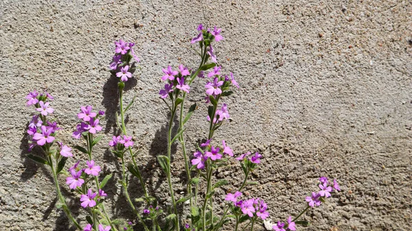 Beton arka plan üzerinde küçük mor çiçekler — Stok fotoğraf