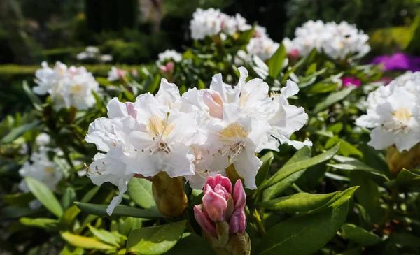 Opening of beautiful white flower of Rhododendron Cunningham's W — Stock Photo, Image