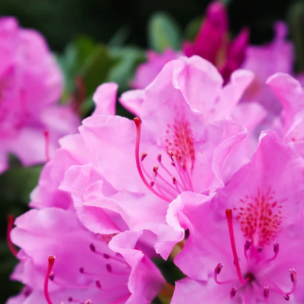 Kwitnący różowy kwiat rododendron wiosną. Koncepcja ogrodnictwa. — Zdjęcie stockowe