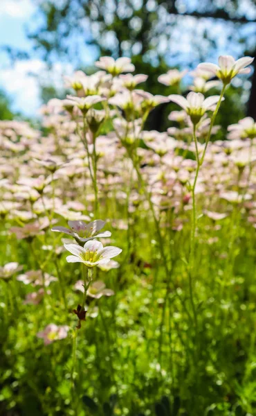 Delicate witte bloemen van Bevernel Mossy in de lentetuin — Stockfoto