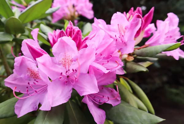 Floraison rose fleur de rhododendron au printemps. Concept de jardinage . — Photo