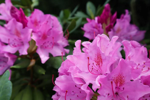 Blooming pink rhododendron flower in spring. Gardening concept. — Stock Photo, Image