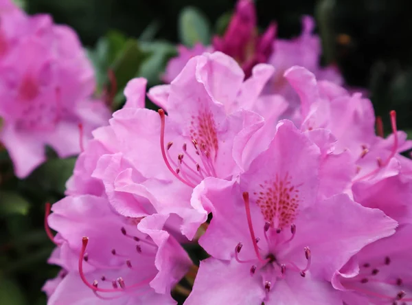 Floraison rose fleur de rhododendron au printemps. Concept de jardinage . — Photo