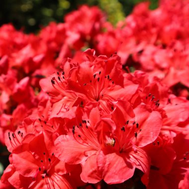 Bahar bahçesinde kırmızı açelya çiçeği Bloosom. Bahçe konsepti