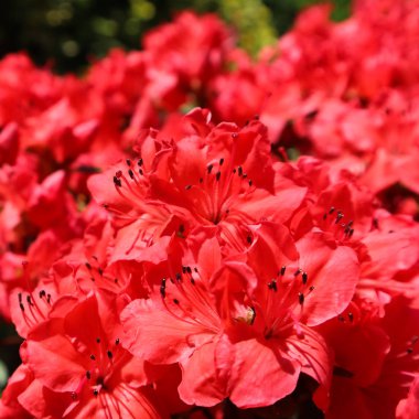 Bloosom of red azalea flower in spring garden. Gardening concept clipart