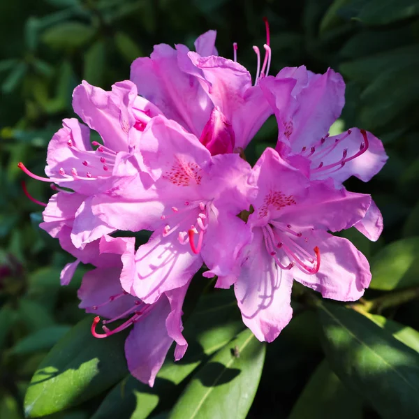 Blooming pink rhododendron flower in spring. Gardening concept. — Stock Photo, Image