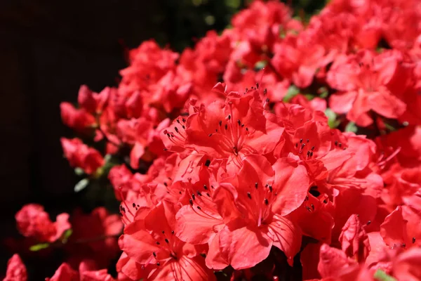 Sangre de flor de azalea roja en el jardín de primavera. Concepto de jardinería — Foto de Stock