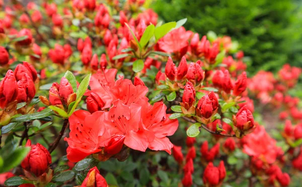 Fleur d'azalée rouge dans le jardin de printemps. Concept de jardinage — Photo