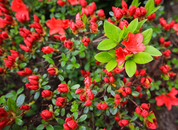 Ouverture de la fleur d'azalée rouge dans le jardin de printemps. Concept de jardinage — Photo