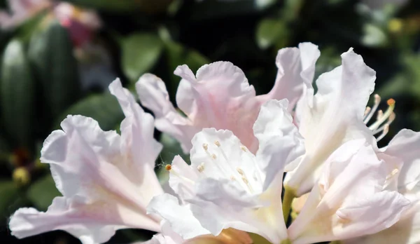 Opening of beautiful white flower of Rhododendron Cunningham's W — Stock Photo, Image