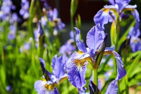 Flor de íris violeta florescendo no jardim. Conceito de jardinagem. Fl — Fotografia de Stock