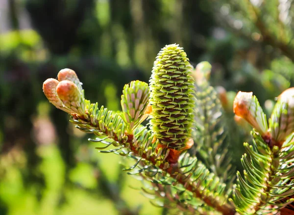 A branch of Korean fir with young cone in spring garden — Stock Photo, Image