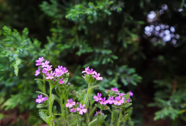 Pequeñas flores moradas en el jardín. Concepto de jardinería. Flor ba — Foto de Stock