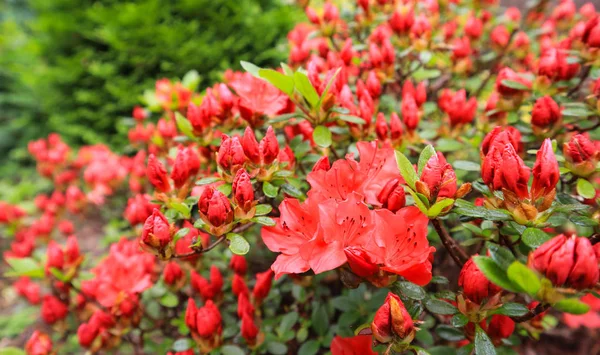 Floraison fleur d'azalée rouge dans le jardin de printemps. Concept de jardinage . — Photo