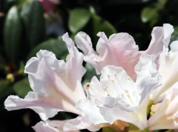 Blooming beautiful white flower of Rhododendron Cunningham's Whi — Stock Photo, Image