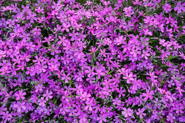 Fundo de flores roxas Phlox na primavera — Fotografia de Stock